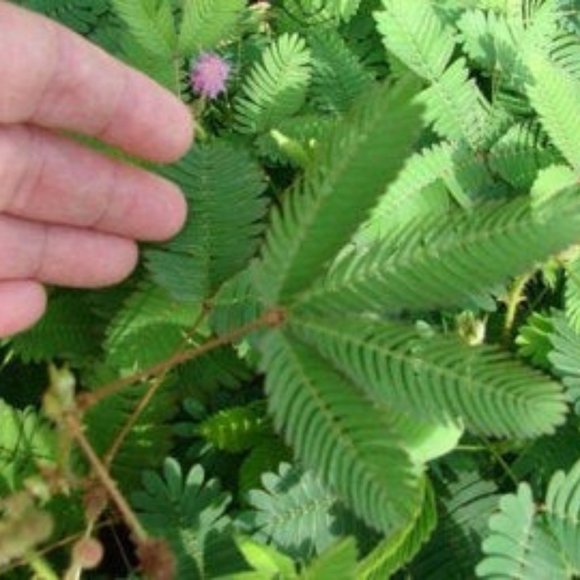 SEEDS - Mimosa Pudica Tickle, Sensitive, Shy Plant